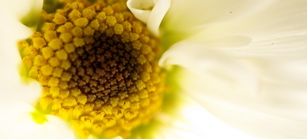 Daisies - Inner Buds